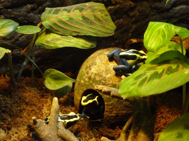 Poisonous frogs